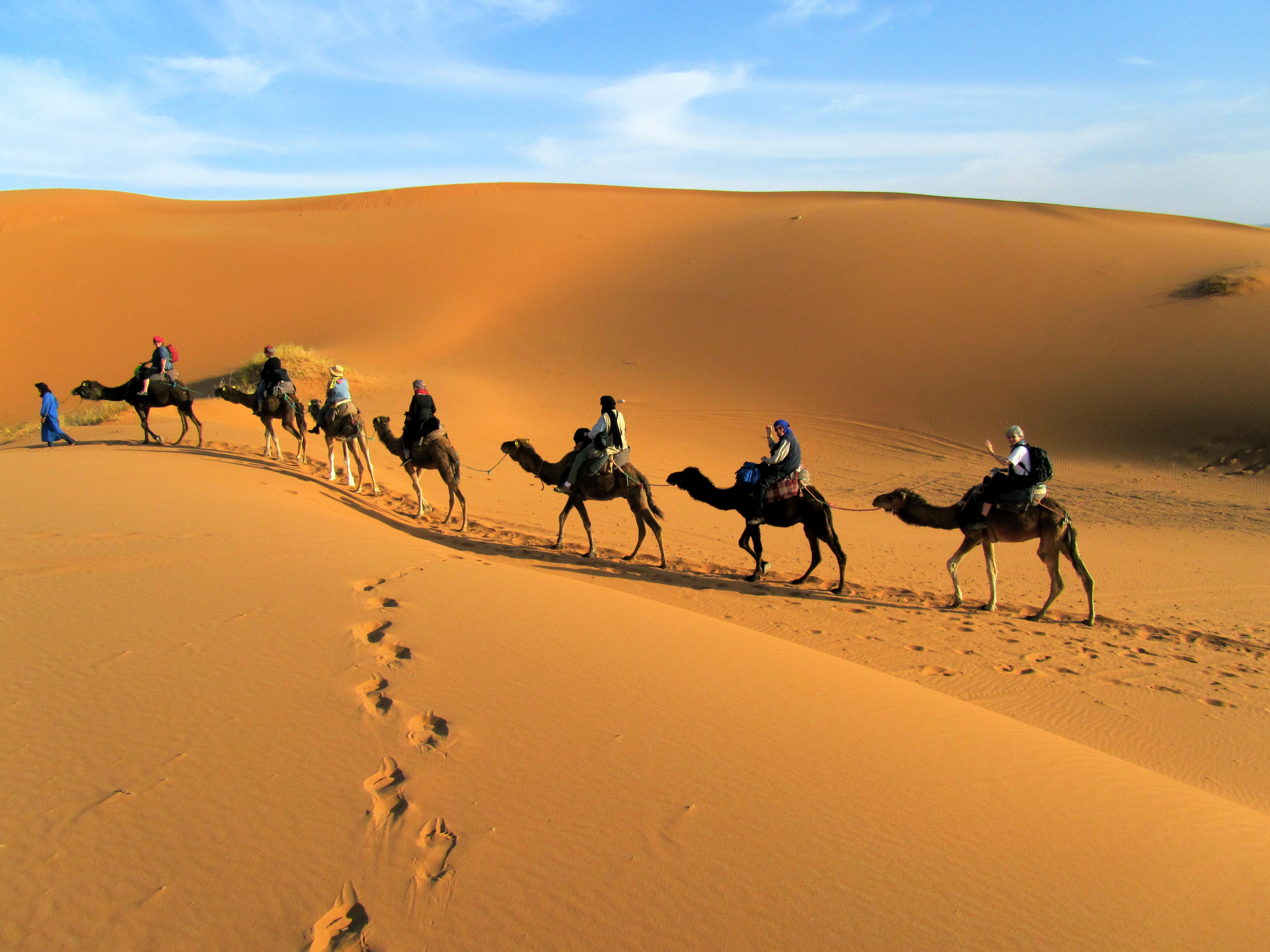 верблюды пустыня закат бесплатно